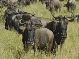 Seronera_and_Lobo2003-006